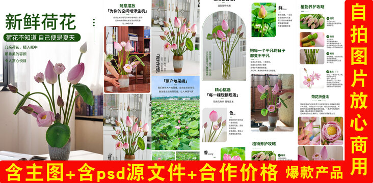 荷花詳情頁