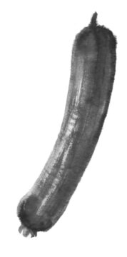 國(guó)畫(huà)水墨畫(huà)分層素材圓絲瓜