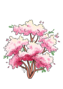 三角梅花卉
