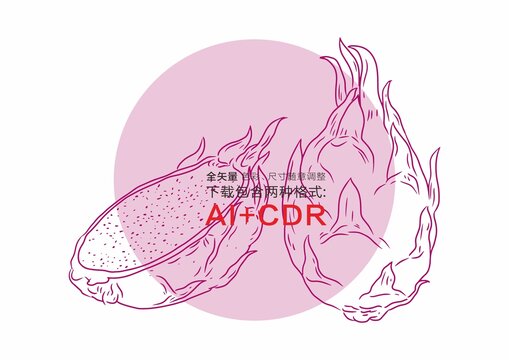 火龍果線描