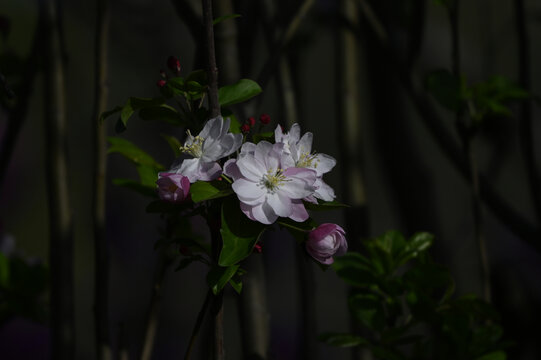 海棠花春天