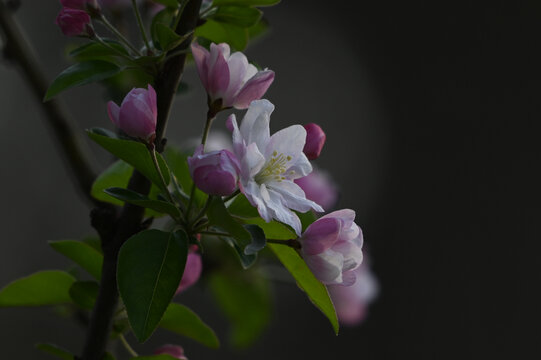 海棠花春天盛開