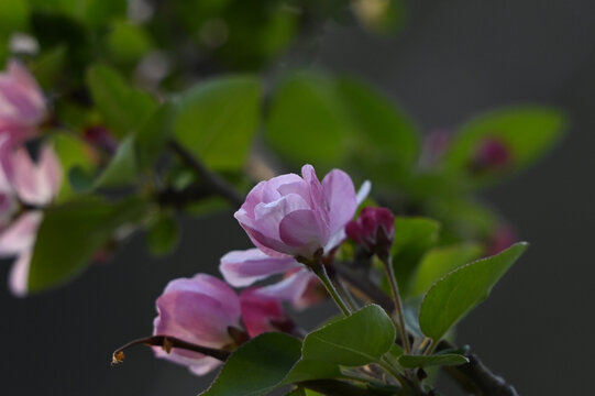 西府海棠花春天盛開