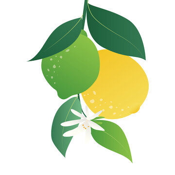 檸檬夏季水果矢量圖