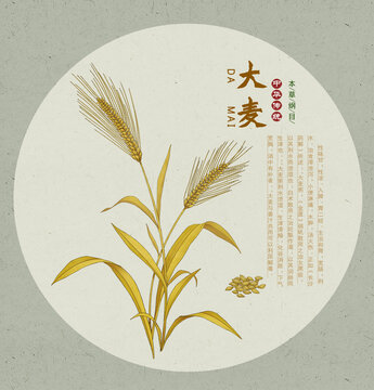 大麥