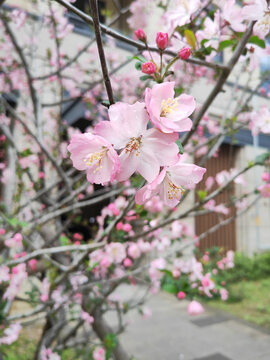櫻花