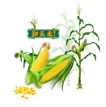 玉米插畫