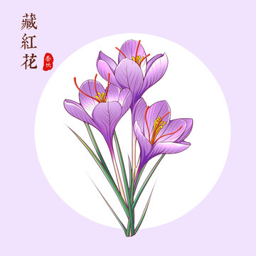 藏紅花