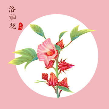 洛神花