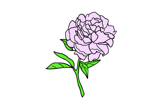 本草牡丹插畫