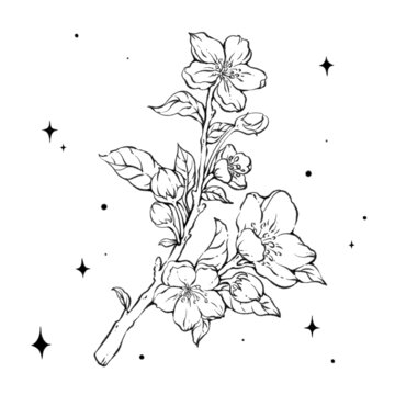 手繪梨花花枝線稿