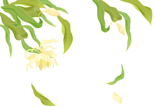 手繪白露睡蓮插畫