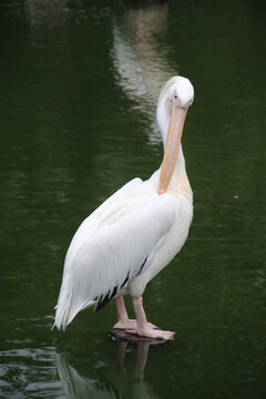 廣州動物園白鵜鶘