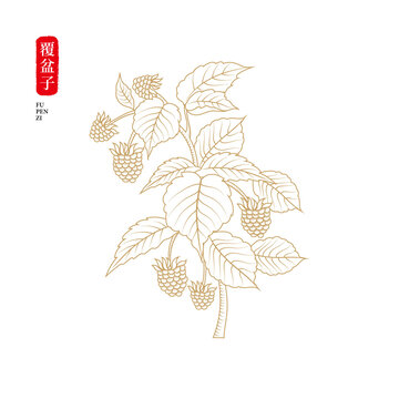覆盆子