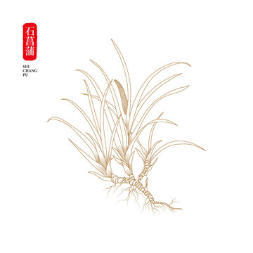 石菖蒲