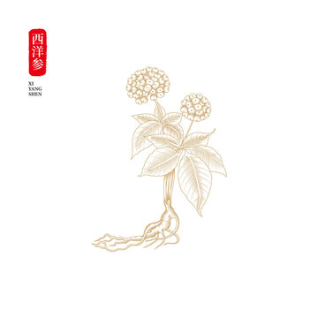 西洋參