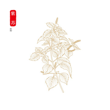 紫蘇