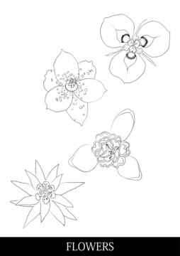 flowers線稿分層文件