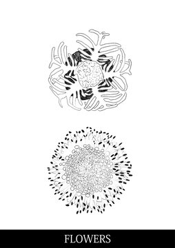 flowers小野花