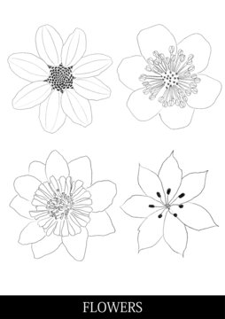 flowers花卉貼紙涂色