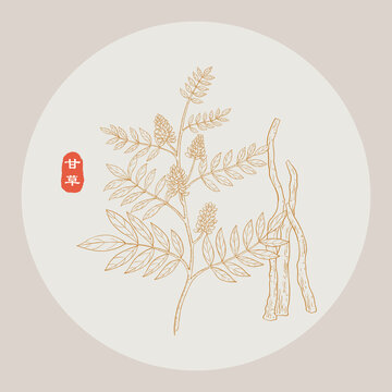 甘草線描