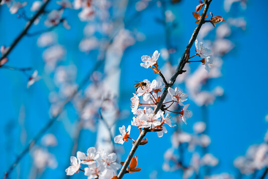 櫻花