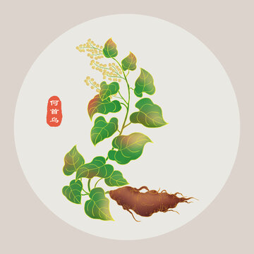 何首烏