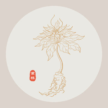 重樓線描