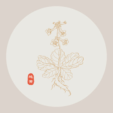 地黃線描