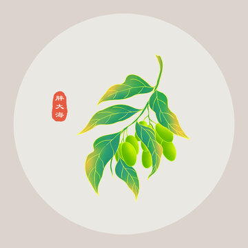 胖大海