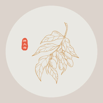 胖大海線描