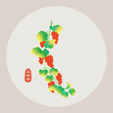 五味子