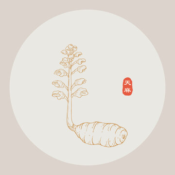 天麻線描