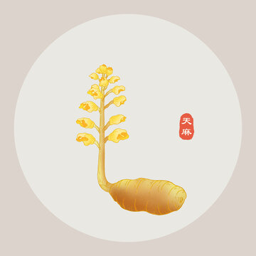 天麻