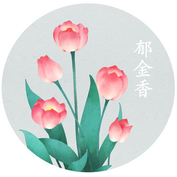 水彩郁金香插畫