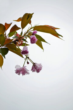 櫻花