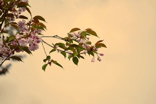 櫻花