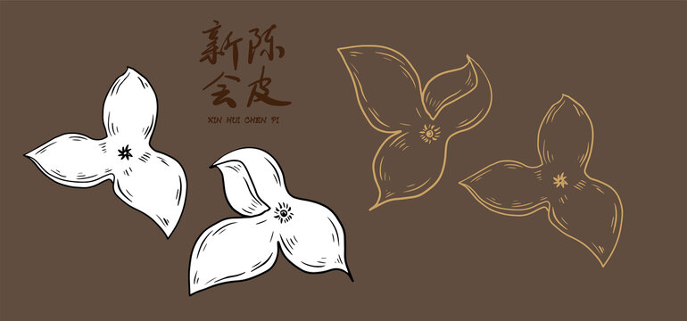 陳皮插畫