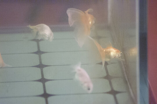 家庭養魚
