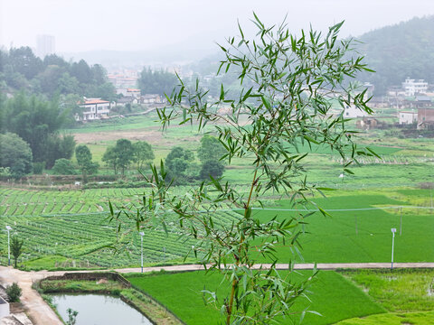 廣東農(nóng)村