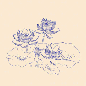 荷花