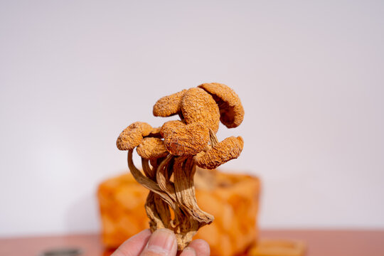 茶樹菇菌菇