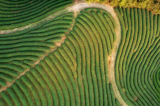 茶園航拍田園風(fēng)光