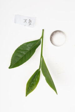 武夷巖茶品種采摘有圖高清源圖