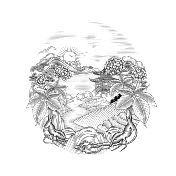 西洋參線稿