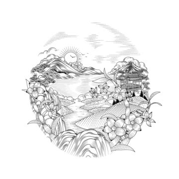石斛線稿