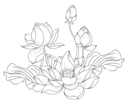 荷花
