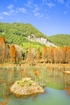 臨海樹(shù)林