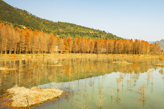 臨海杉樹(shù)林