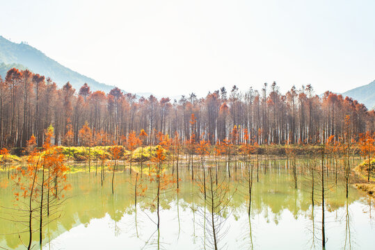 生態(tài)杉樹(shù)林